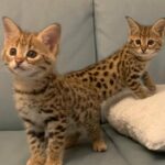 F1 Savannah Cat