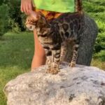 Bengal Kittens Available