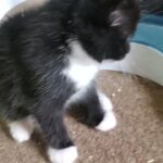 Maine Coon X BSH babies for sale