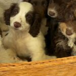 cockerpoos F2B pups