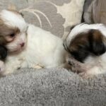 Yorkshire x Shihtzu