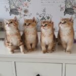 golden kittens