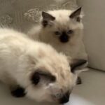 2 Beautiful Ragdoll Female Kittens