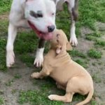 puppies