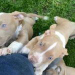puppies
