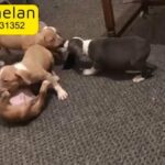 American bully