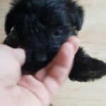 westiepoo male