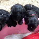 Gorgeous cockapoo puppies