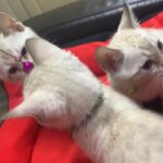 Snow lynx Bengal Boys TICA Registered