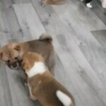 Japanese Akita puppies