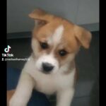 Japanese akita puppies liverpool