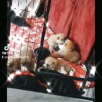 Japanese Akita puppies