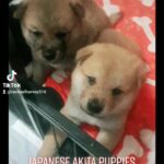 Japanese akita puppies