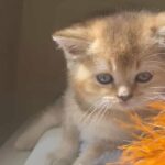 Scottish fold kitten