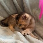 Scottish Fold Golden chinchilla