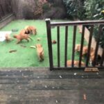 Fox Red Labrador Puppies