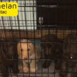 cockapoo puppies
