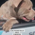 LILAC POCKET BULLY