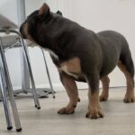 POCKET BULLY TRI