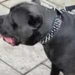 CANE CORSO PURE BREED STUD