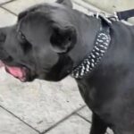 CANE CORSO PURE BREED STUD