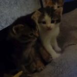 beautiful kittens