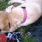2 labrador retriever girls