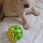 4 lab pups available