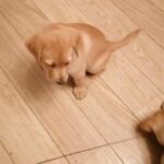 2 Golden/Fox Red Labrador Retriever Girls Left