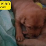 4 lab pups available to reserve