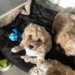 CAVACHON Girls For sale