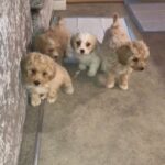 CAVACHON GIRLS FOR SALE