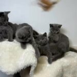 4 British short hair kittens