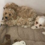 CAVACHON GIRLS FOR SALE!