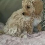 CAVACHON GIRLS FOR SALE