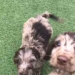 cockapoo pup ready to go