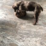 Merle girl cockapoo