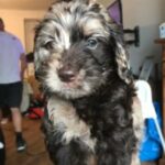 Merle girl cockapoo in Devon