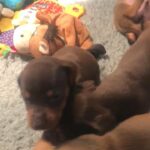 dachshunds
