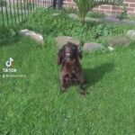 STOLEN COCKER SPANIEL