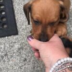 three dachshunds left
