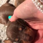 beautiful quality dachshunds