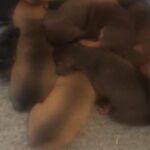 dachshunds