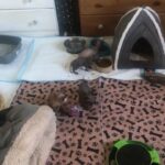 Sphynx x 2 boys
