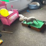 ragdoll kitten