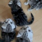 Adorable Scottish Fold in London