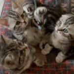 Purest Scottish fold/ straight kittens in London