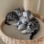 Purest breed Scottish Fold/ Straight kittens in London