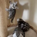 Purest Scottish fold/ straight kittens in London