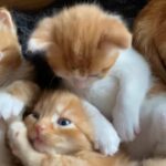 three kittens